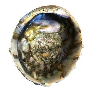 Abalone Sea Shell Green Gold Pink  Natural Beach Side Lapidary No Flaws 6” X 4.5